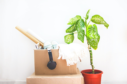 moving, things in boxes, garage sale, flower in a pot on a white background Copy space